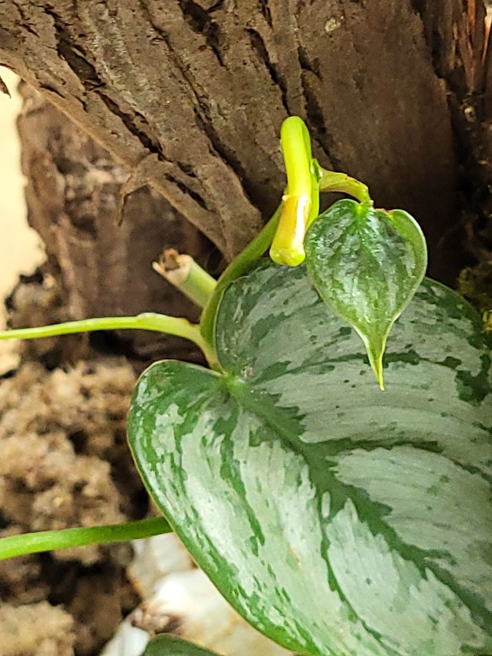 Pflanzen & Samen: Pflanze im Glas, Terrarium, Efeutute – Gebraucht aus Wald ZH von HerrDerDinger 3
