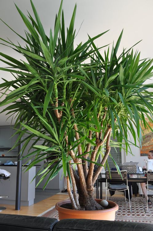 Riesiger und 30 Jahre alter Yucca im Topf (35 Äste!) Kaufen auf Ricardo