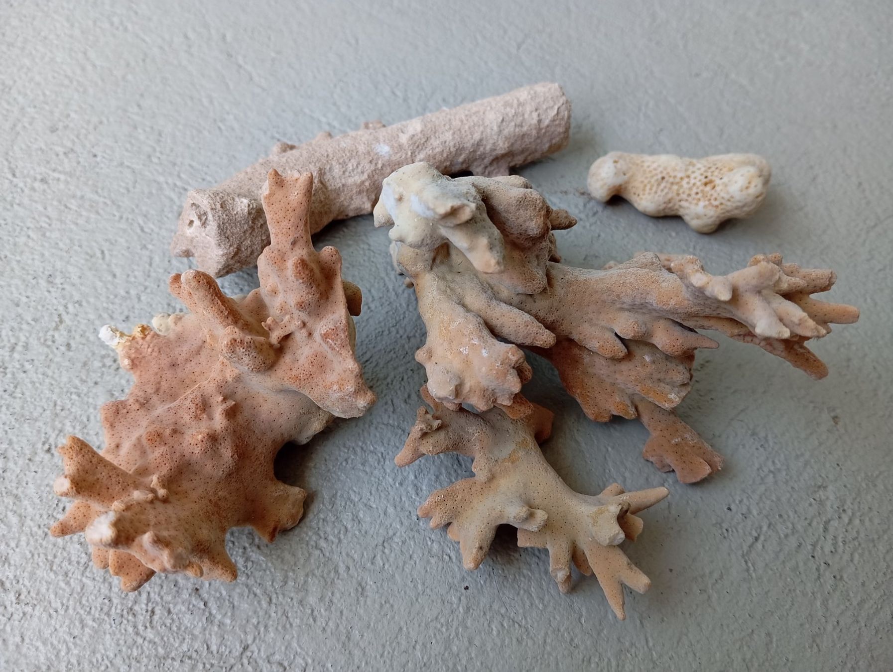 Fossili: Indischer Ozean "Sand & Korallen" – Nuovo e nell'imballaggio originale da Zeneggen venduto da shemesh_ 3