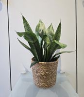 Pflanze Sansevieria / Bogenhanf 37 cm inkl. Korb-Übertopf