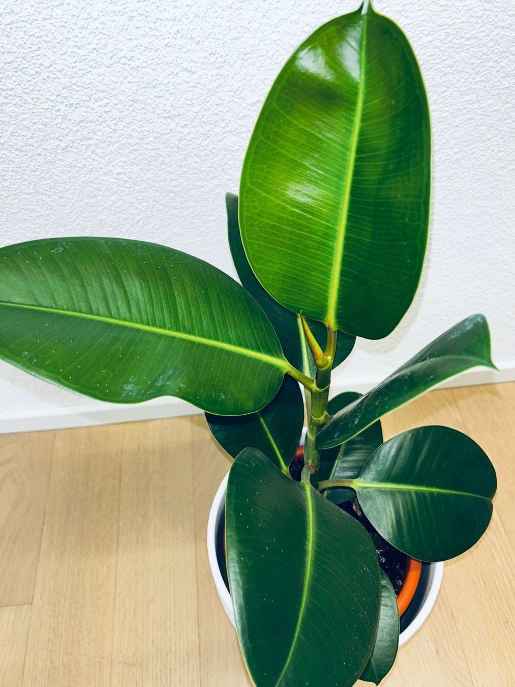 Piante & sementi: FICUS ELASTICA ROBUSTA Pflanze, Gummibaum 60 cm – Usato da Kilchberg ZH venduto da malibubeach 3