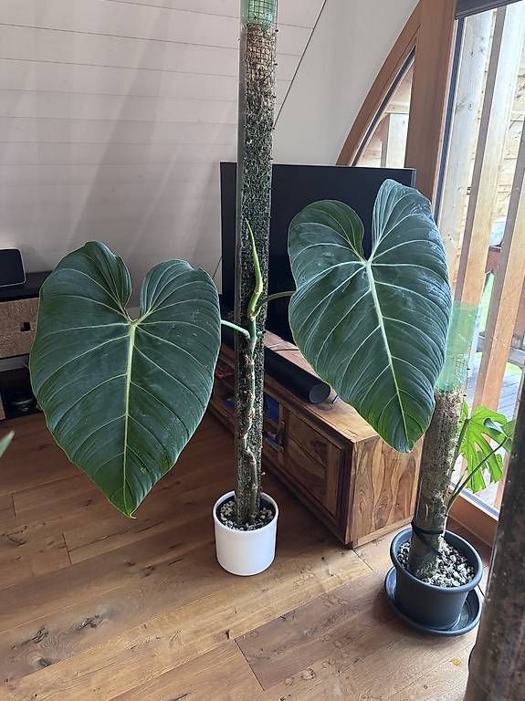 Pflanzen & Samen: Philodendron Glorious – Gebraucht aus Heimberg von pas_9bd9 1