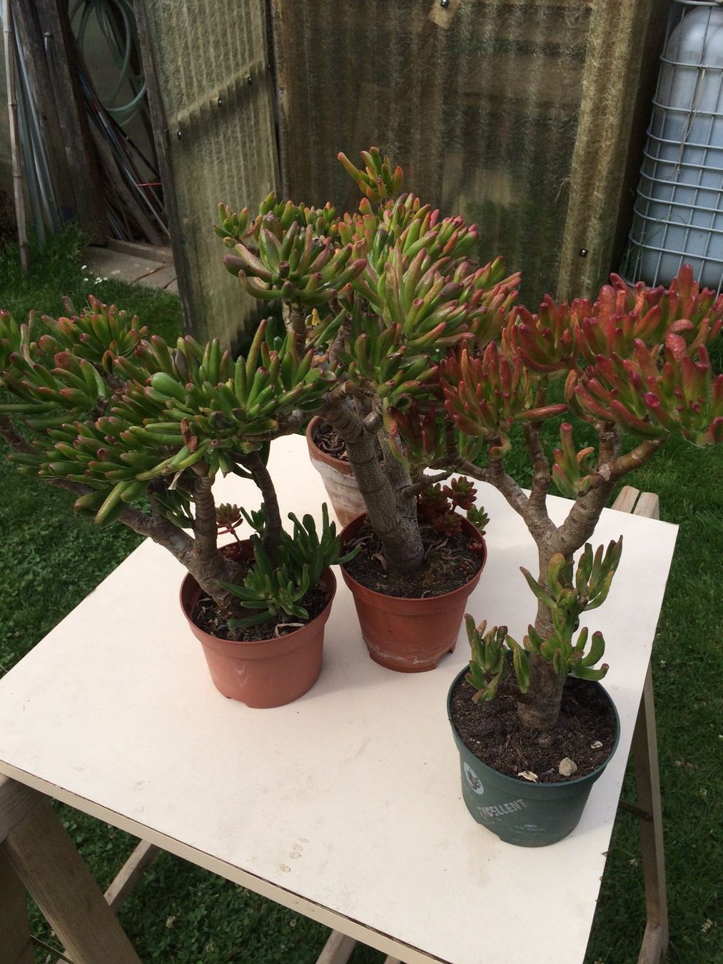 Pflanzen & Samen: Crassula Argantea  Talerbaum, Dickblatt – Neu (gemäss Beschreibung) aus Vinelz von Wellensittich55 4