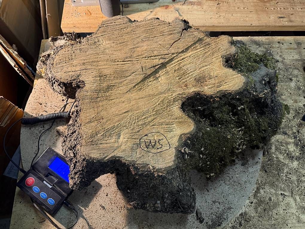 Articoli in legno: Olivenholz Wurzelscheibe W5 – Usato da Buus venduto da macipioji