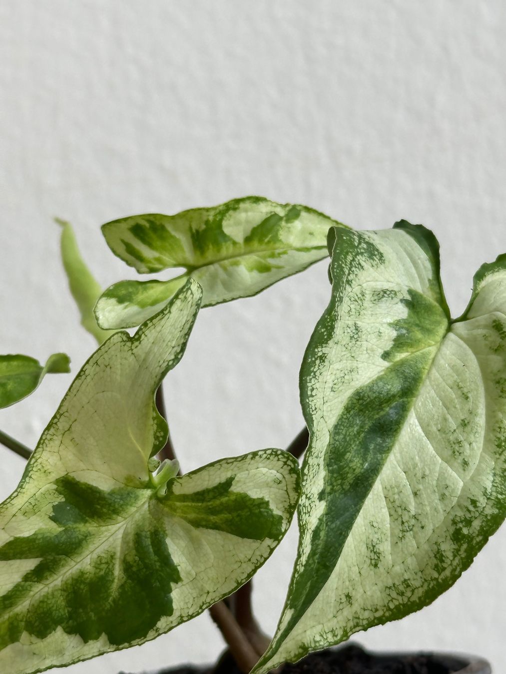 Piante & sementi: Syngonium Three Kings #2 – Usato da Zürich venduto da ong8