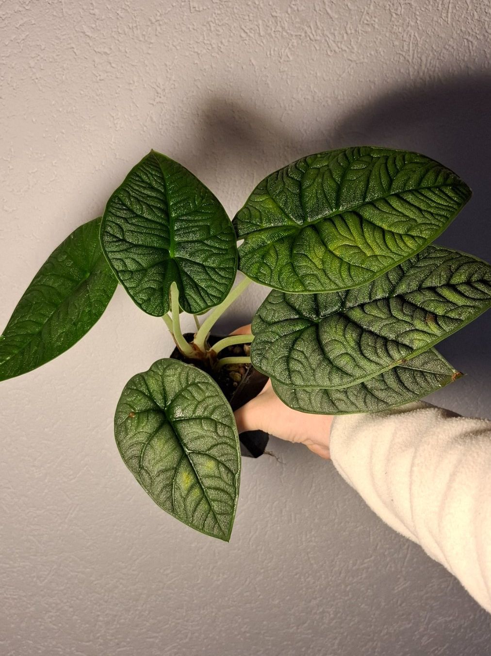 Pflanzen & Samen: Alocasia Melo – Gebraucht aus Hausen AG von Pflaenzlioase 1