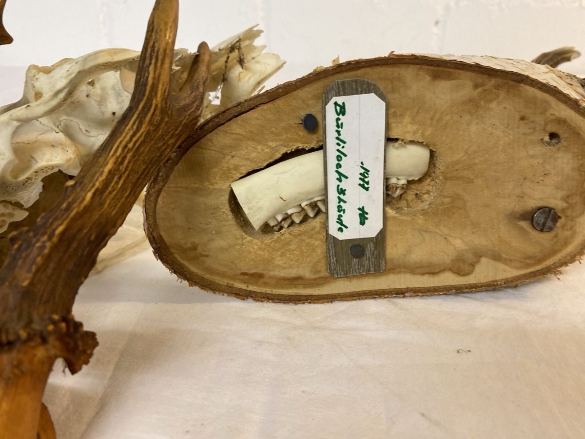 Il mondo degli animali: Rehbock Gehörn Trophäe Jagd Deko – Usato da sursee venduto da trilli-tralli 6