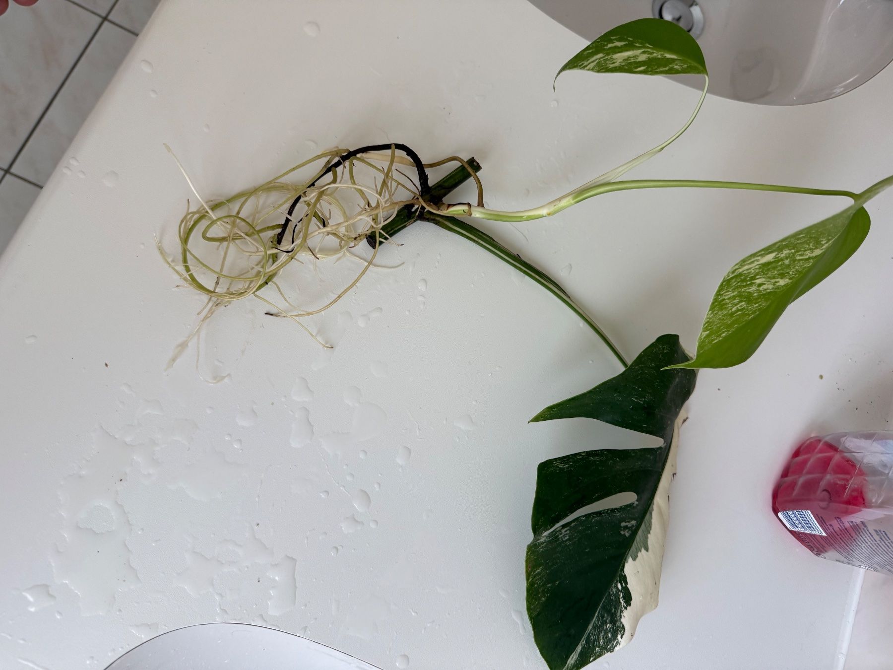 Pflanzen & Samen: Steckling Monstera albo variegata, HALF MOON – Gebraucht aus Mendrisio von MonsteraLovers 4