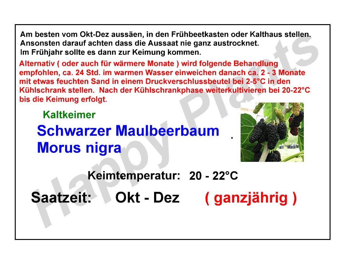 Pflanzen & Samen: Schwarzer Maulbeerbaum - Morus nigra - 30 Samen – Neu und originalverpackt aus Sumiswald von Cham14558 3