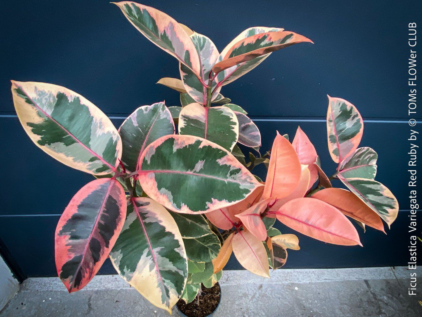 Piante & sementi: Ficus Elastica Variegata Red Ruby - rund 140cm Bäumchen – Nuovo e nell'imballaggio originale da Adliswil venduto da astom369 7