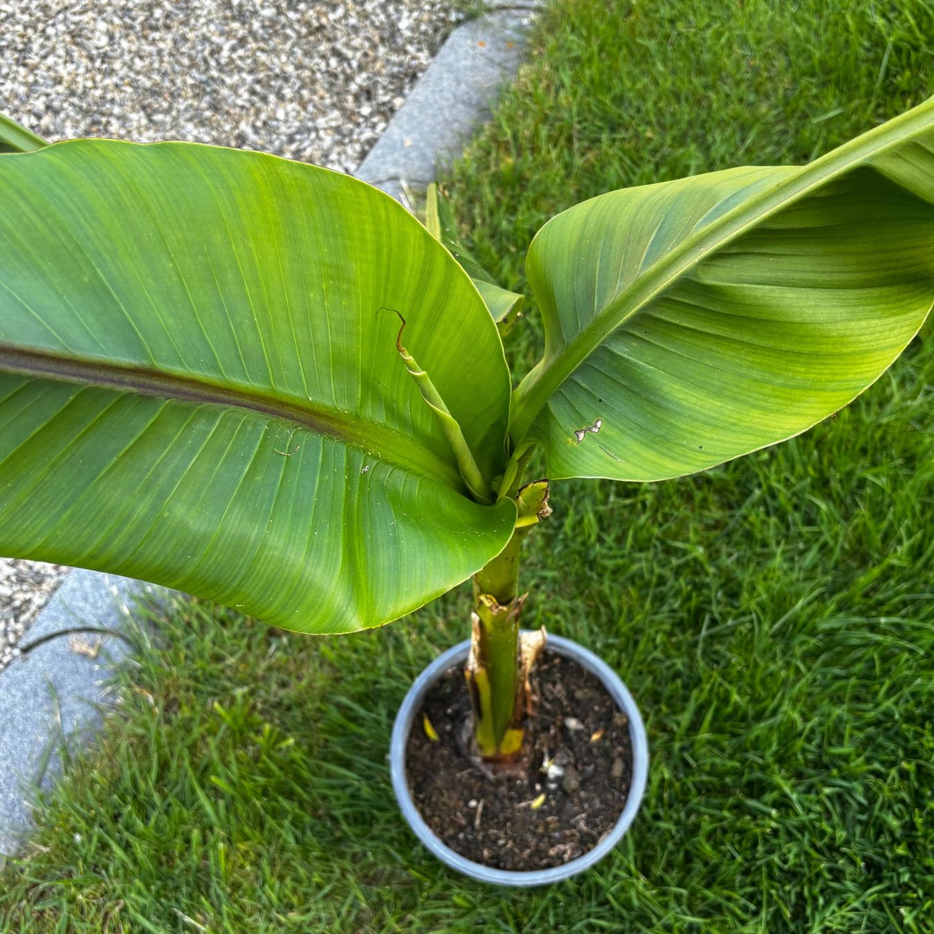 Piante & sementi: Robuster Bananenbaum selbst gezogen. 80cm hoch. Top Sorte. – Usato da Schötz venduto da Bintje20 1