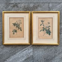 Original Kupferstich-Paar P.J.Redouté "Les Roses" 19. Jh.