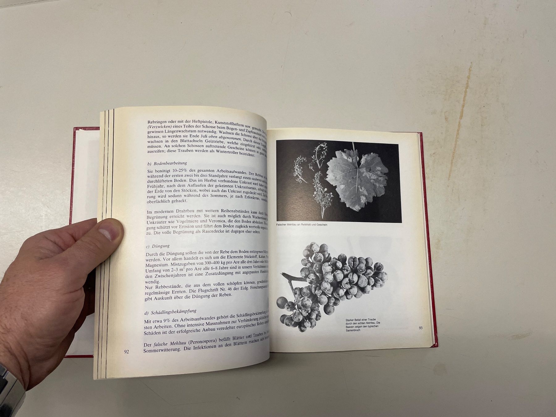 Libri: Buch: Das Weinbuch – Usato da Winterthur venduto da sportdisco2 9