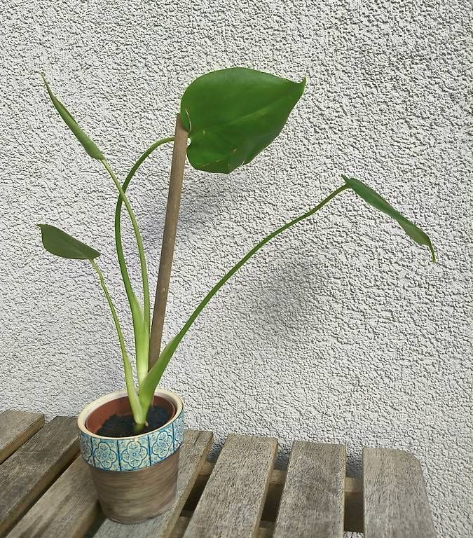 Pflanzen & Samen: Lot de 4 Monstera – Gebraucht aus Couvet von lyd_7cnq 3