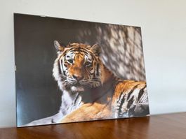 Wechselrahmen (30 x 40 cm) TIGER Sibirische Tiger gerahmt