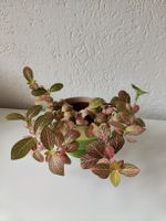 Fittonia Mosaikpflanze rosa grün, gesund