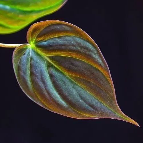 Piante & sementi: Philodendron scandens micans, getopfte Pflanze – Nuovo (secondo la descrizione) da Winterthur venduto da Aniger