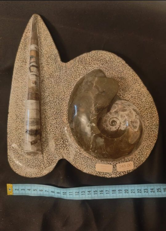 Grosser Ammonit mit Belemnit 26cm (Gebraucht) in Bauma für CHF 31 – nur ...
