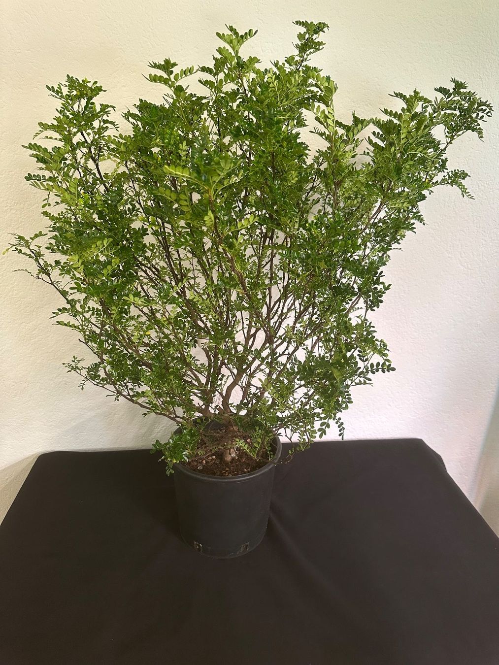 Plantes & graines: Zanthoxylum beecheyanum  Szechuanpfeffer – D'occasion à Reinach BL par Kleinzoo05