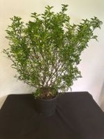 Szechuanpfeffer  Zanthoxylum beecheyanum