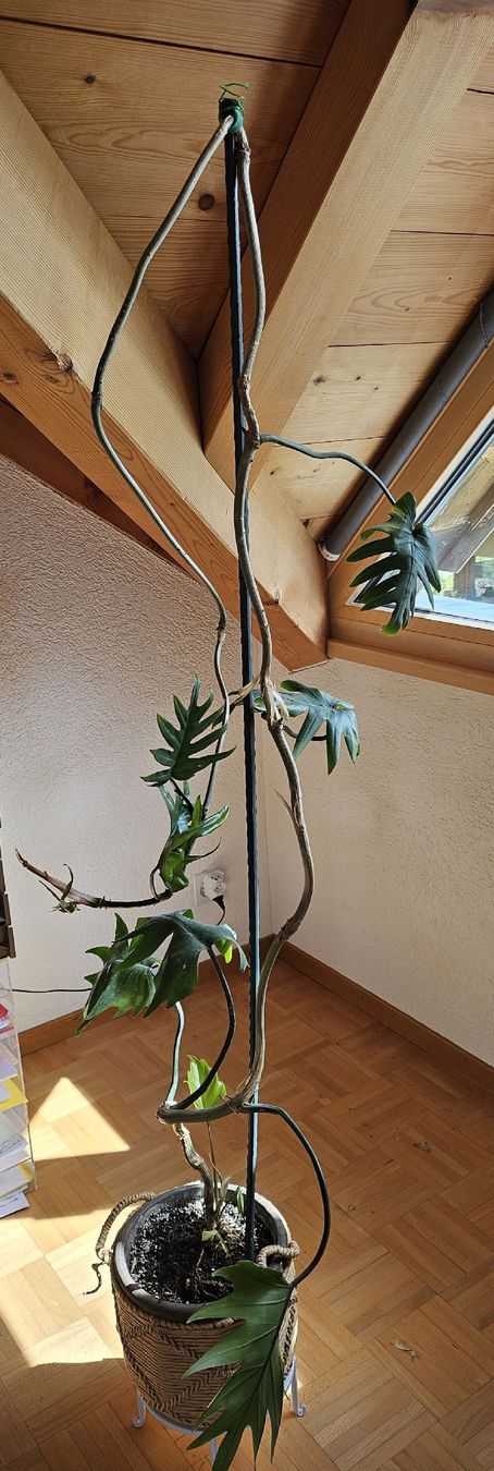 Piante & sementi: Philodendron pedatum XXL ca. 2.5 m  Eichenblatt Philodendron – Usato da Vinelz venduto da sonnenmond77