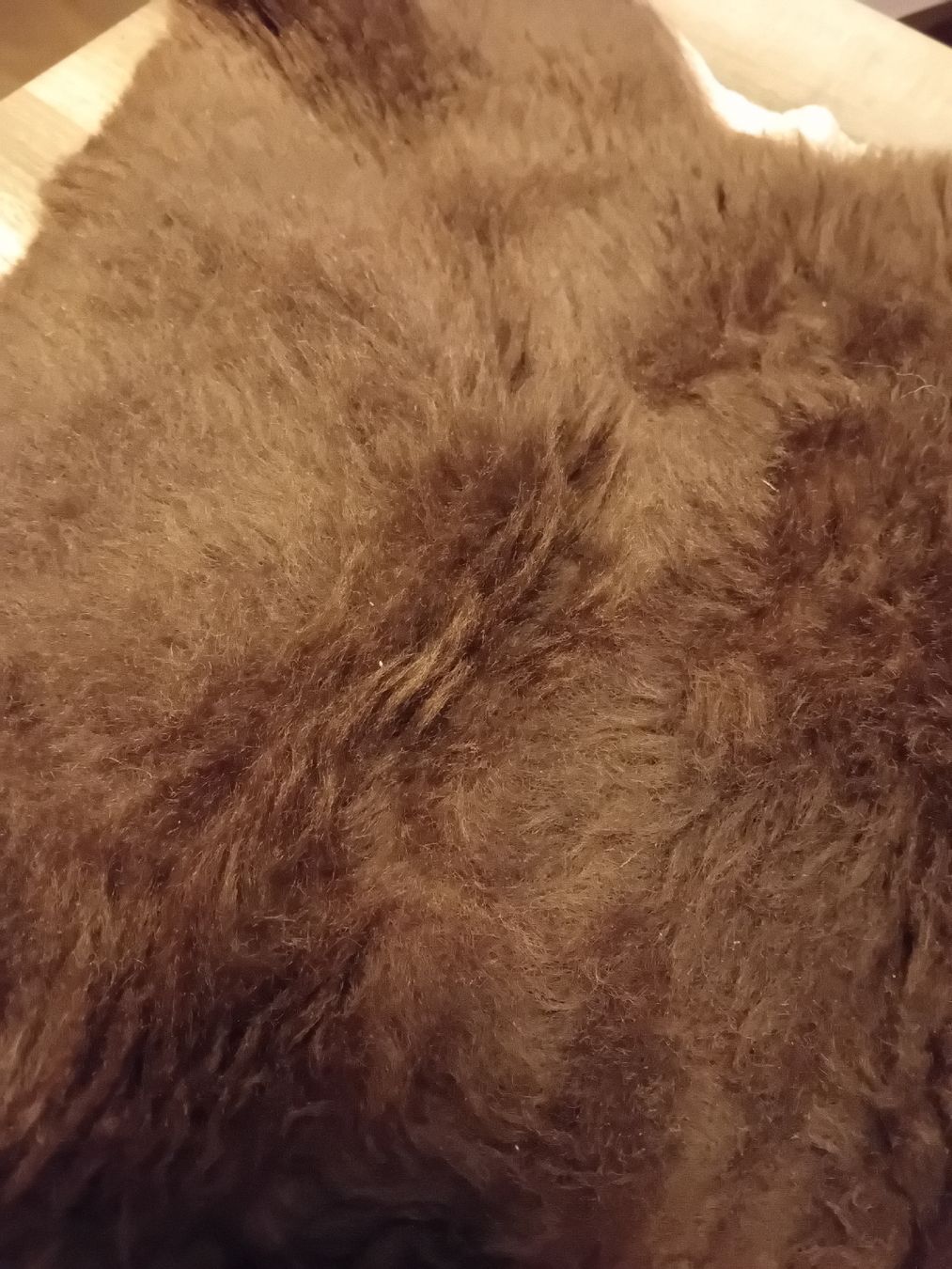 Coperte: Lammfell, mimosagegerbt, neu – Nuovo (secondo la descrizione) da Spiez venduto da ann_y7bb 1