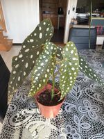 Begonia Maculata – Sana/Gesund (Chunky Mix)