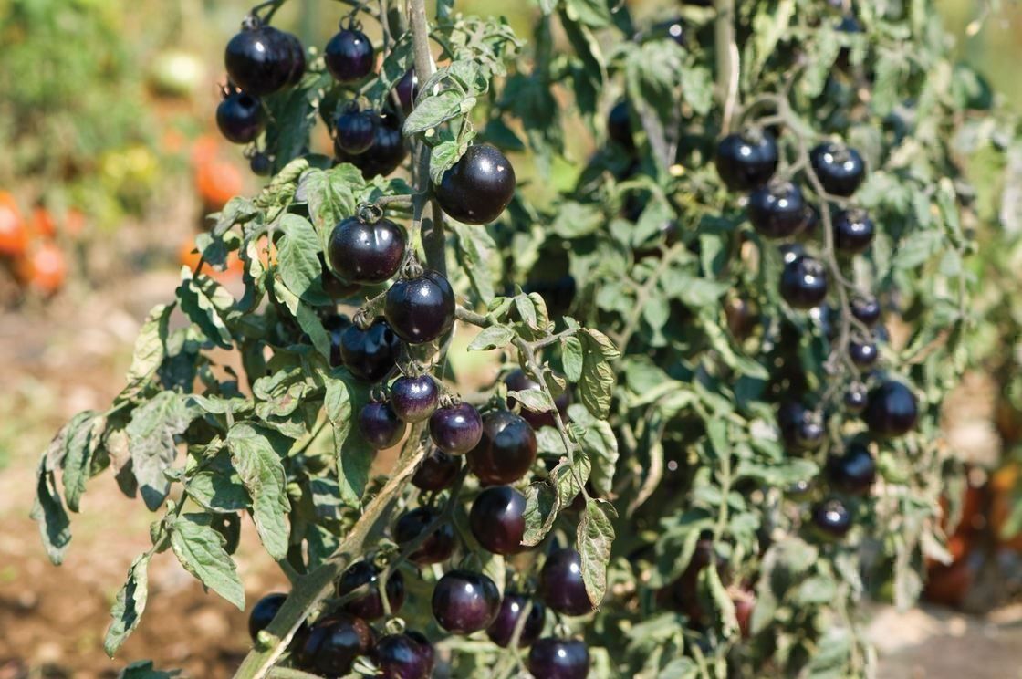 Piante & sementi: 50 Samen schwarze Tomate INDIGO ROSE – Nuovo (secondo la descrizione) da Ehrendingen venduto da VerveinaSamen 7