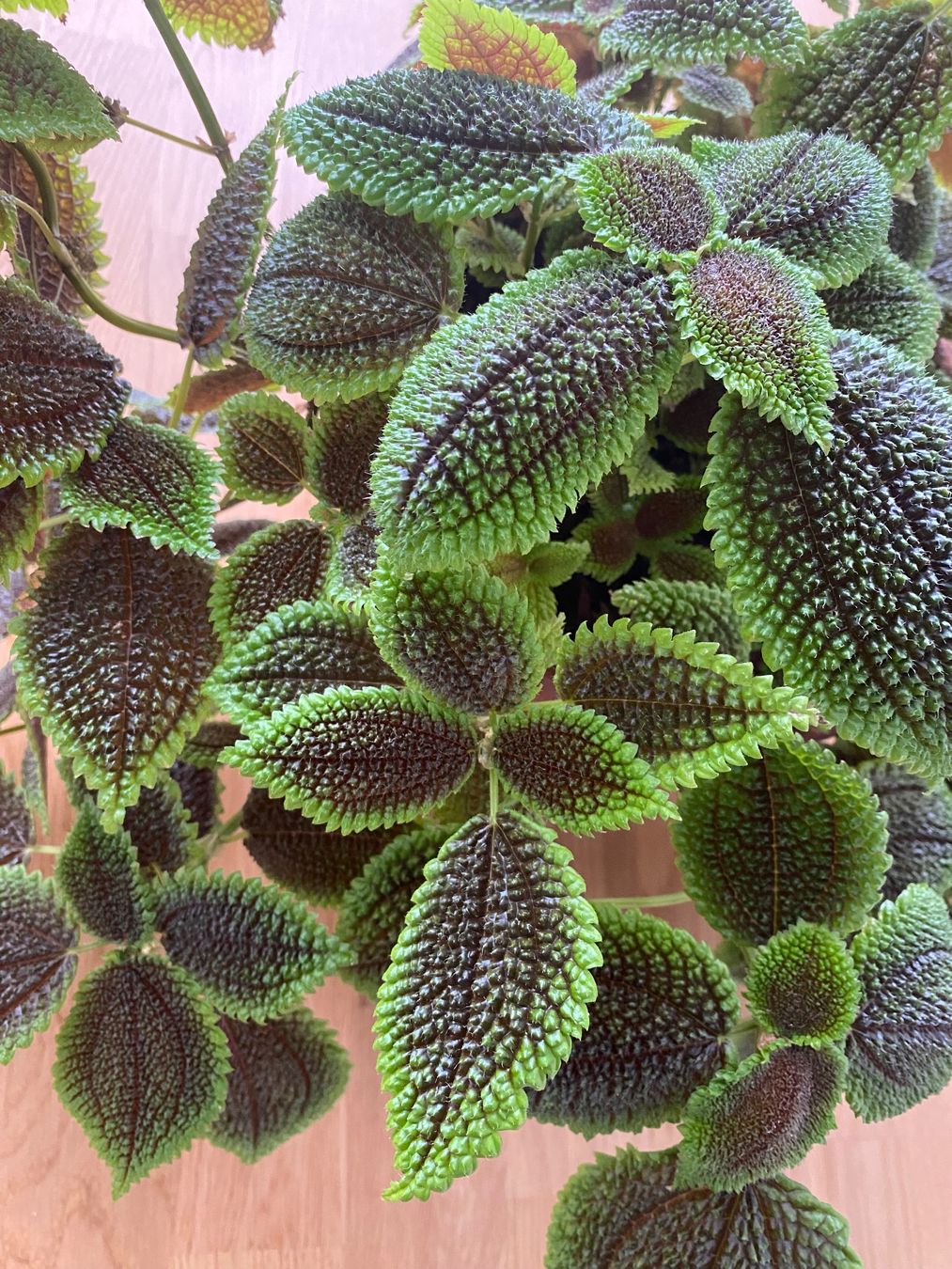 Pflanzen & Samen: Pilea mollis Stecklinge (2.0) – Neu (gemäss Beschreibung) aus Bern von giuanna 3