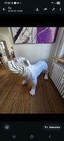 Coole Deko: Bulldogge Skulptur und Bild, Top Zustand!