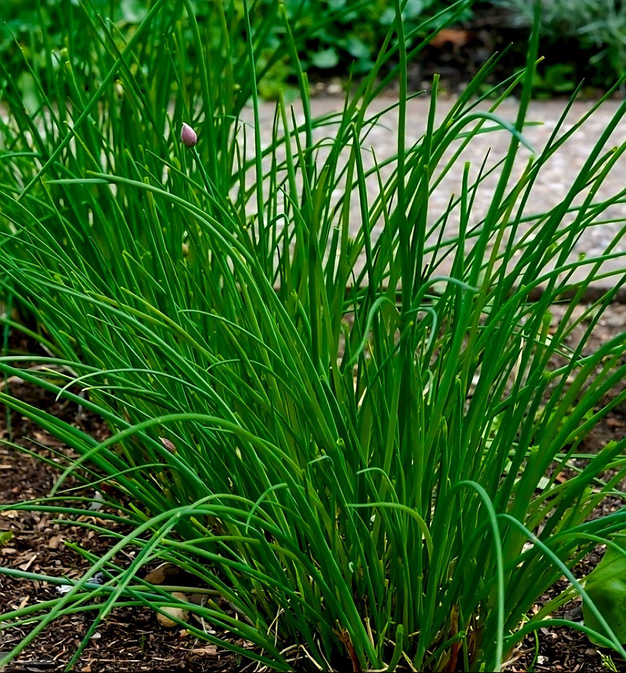 Piante & sementi: 100 Samen SCHNITTLAUCH= "Allium schoenoprasum" – Nuovo e nell'imballaggio originale da Rovio venduto da POSITIFFARTandPLANTS 1