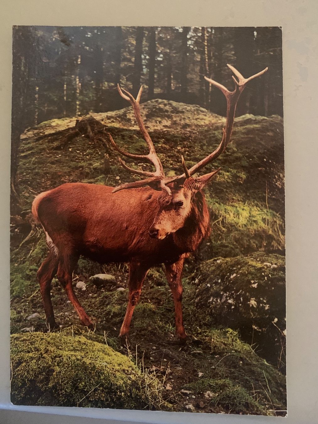 Cartoline postali: Edelhirsch Postkarte – Usato da Wiggen venduto da Antoniotto