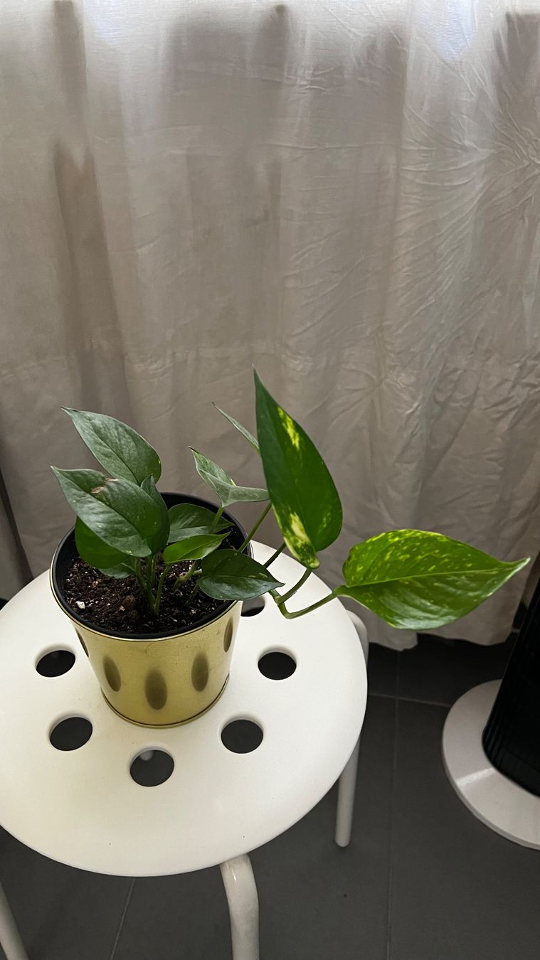 Piante & sementi: Pothos avec pot décoratif doré – Usato da Genève venduto da dev_7mx7 1