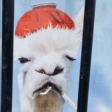 Profile image of Satnin