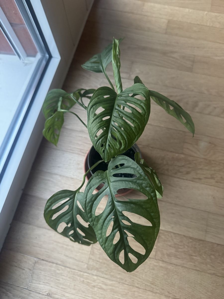 Piante & sementi: Monstera im Topf – Usato da Zug venduto da arlettek_ 2