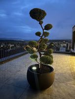 Exklusiver Bonsai mit Keramiktopf  ein echter Blickfang