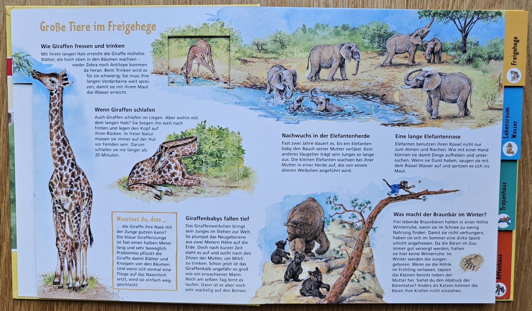 Libri: Tierkinder im Zoo – Usato da Schaffhausen venduto da asyouwestley 3