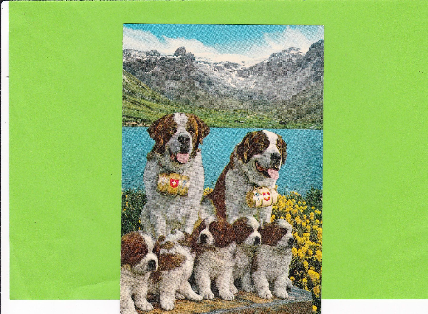 Cartoline postali: Bernhardinerhunde mit Jungen – Usato da St. Peterzell venduto da neckertal
