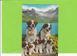 Bernhardinerhunde mit Jungen