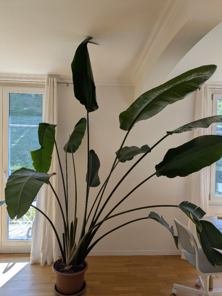 Piante & sementi: Strelitzia Nicolai - 220 cm – Nuovo (secondo la descrizione) da Bern venduto da jor_rw66 2