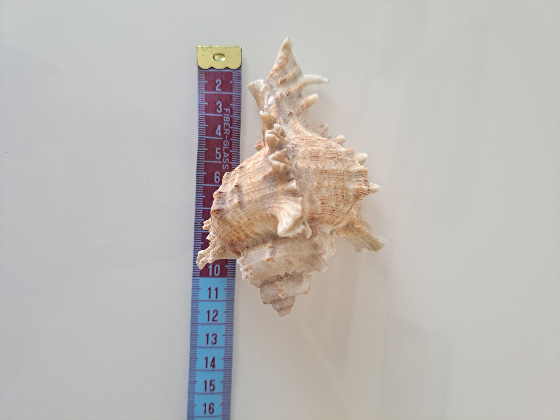 Tutte le decorazioni: Zwei sehr schöne Muscheln – Usato da Büren SO venduto da kim_yc8x 5