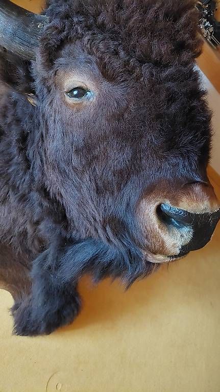 Altre raccolte & rarità: Bisonkopf - Präparat – Usato da Niederglatt venduto da Tatanka5 3