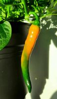 Piment Cayenne Doré  5g