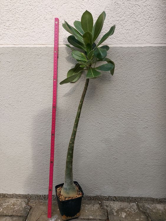 Adenium Obesum Sawan 7 Wüstenrose - 2 Pflanzen, Exotische Sukkulente Mit Bunten Blüten, Pflegeleicht
