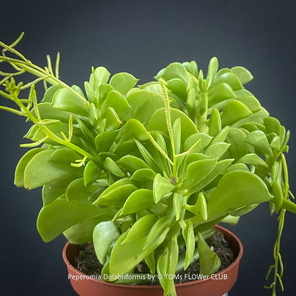 Pflanzen & Samen: Peperomia dolabriformis - "Prayer Pepper" – Neu und originalverpackt aus Adliswil von TAKEYOURPLANT 2