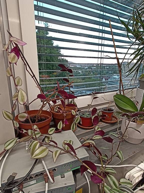 Plantes & graines: Verschiedene Pflanzen – D'occasion à Bern par ali_x5lx 2
