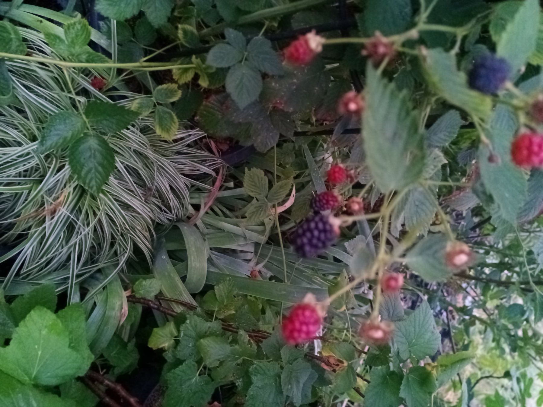 Plantes & graines: Stachellose Brombeere – D'occasion à Zug par SirGoldFish 2