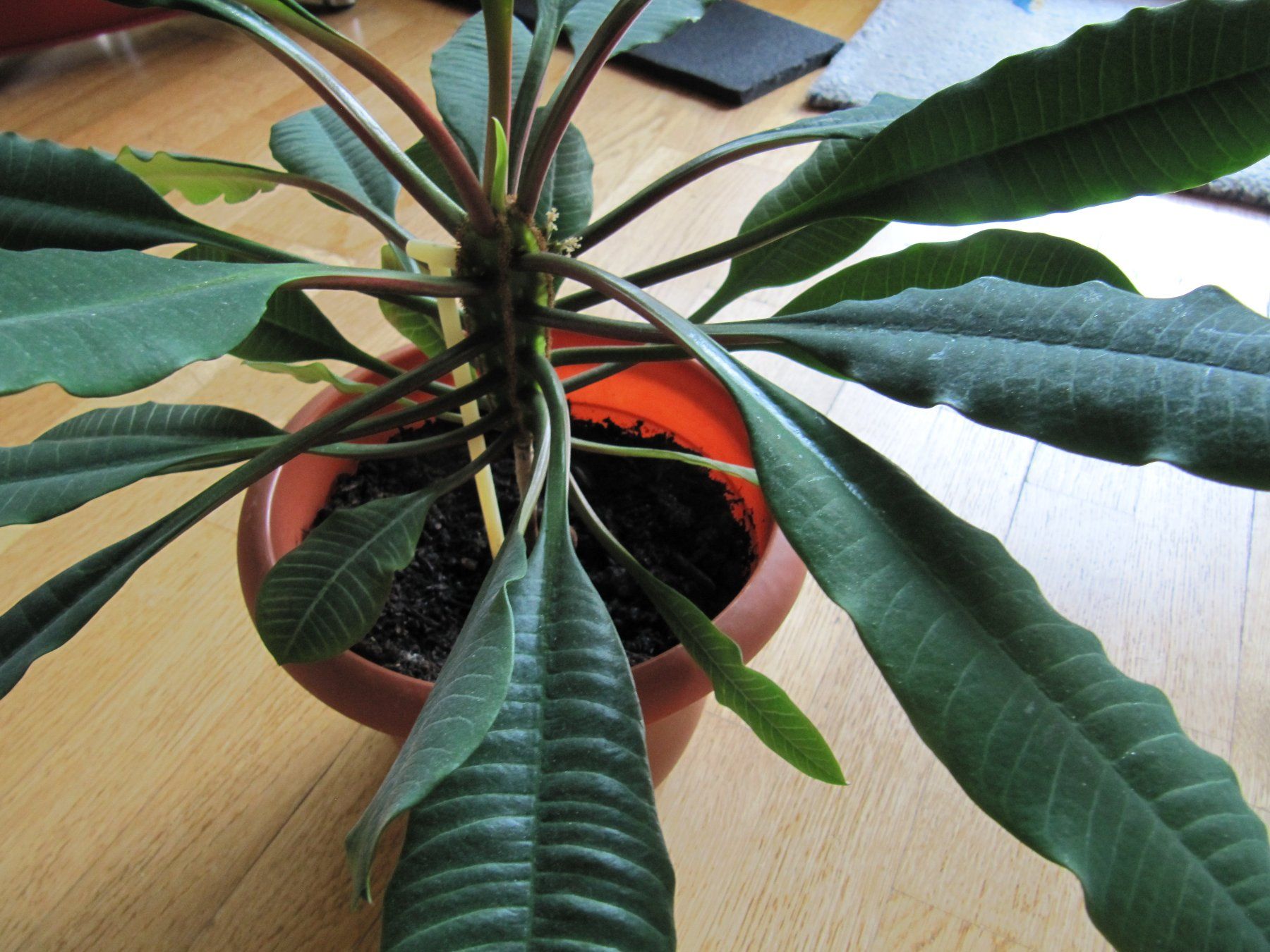 Zimmerpflanze Euphorbia Leuconeura Madagascar Spuckpalme (Gebraucht) in  Wrenlos fr CHF 28.8  nur Abholung auf Ricardo kaufen