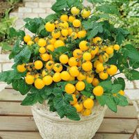 50 Samen Balkontomate AZTEC