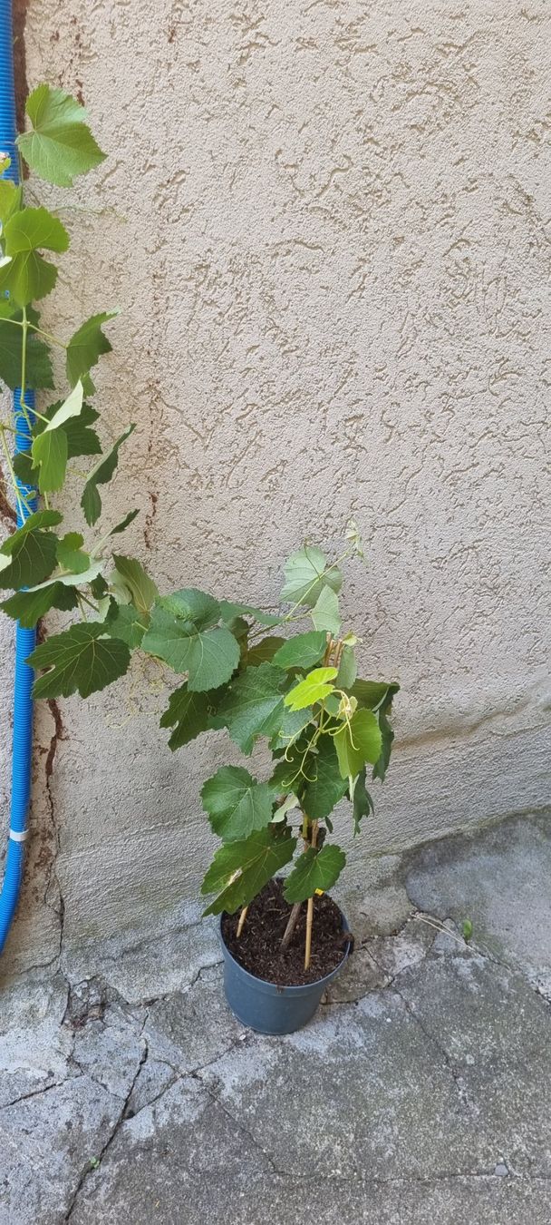 Pflanzen & Samen: Weinrebe blau Vanessa kernlos – Gebraucht aus egliswil von Maggy6